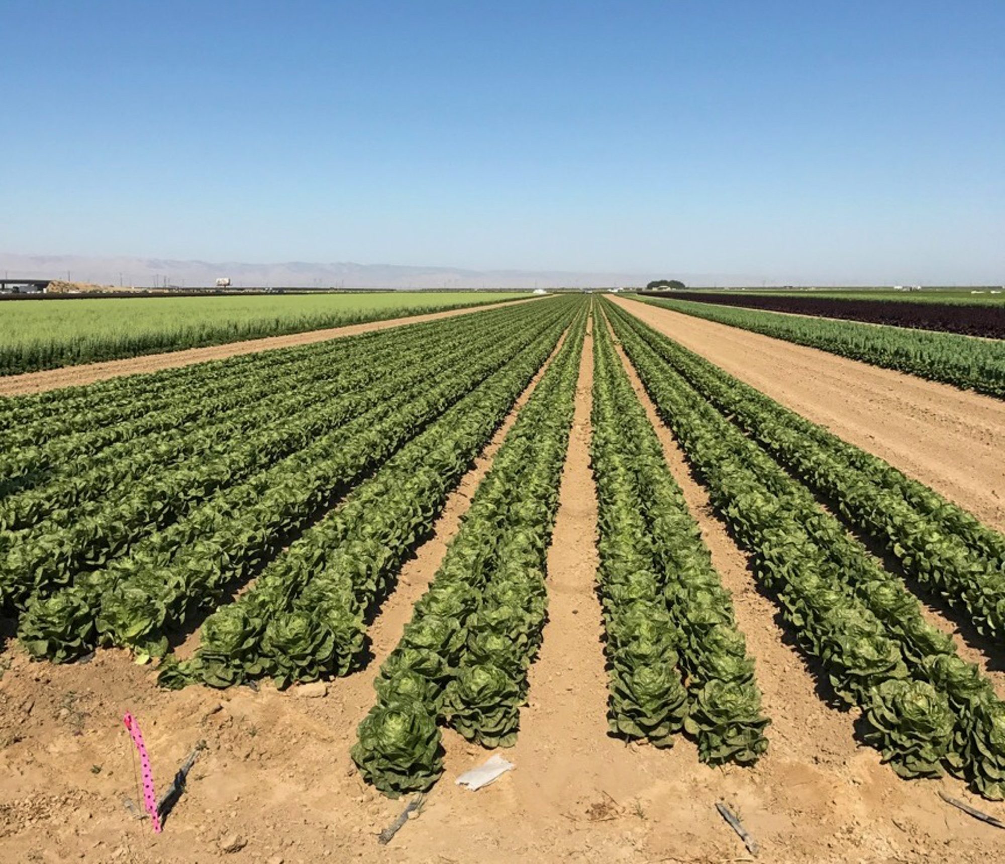 Rows of lettuce on a commercial growing operation